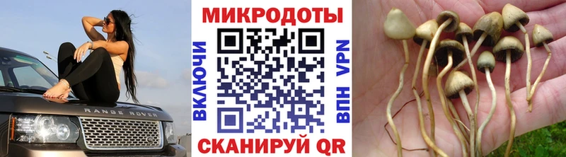 купить  цена  Мегион  Галлюциногенные грибы Psilocybe 